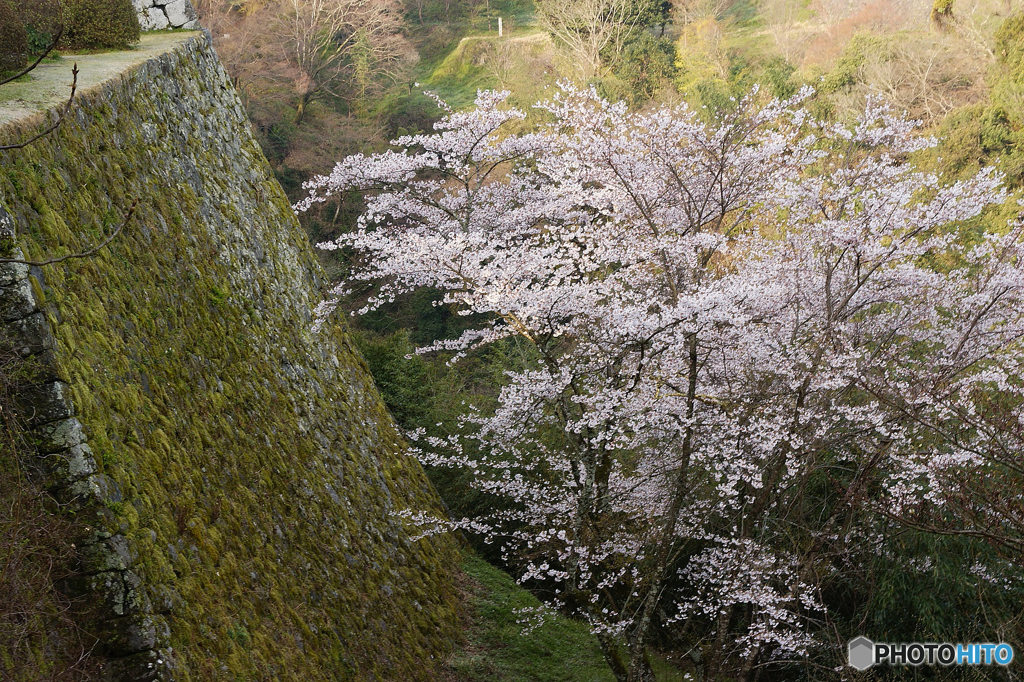 「荒城の月」岡城の桜