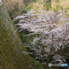 「荒城の月」岡城の桜