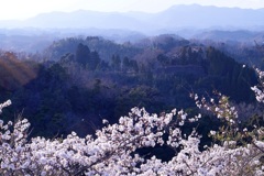 桜咲く頃