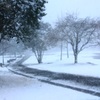 福岡の今年は　これが最後の雪かな・・・?