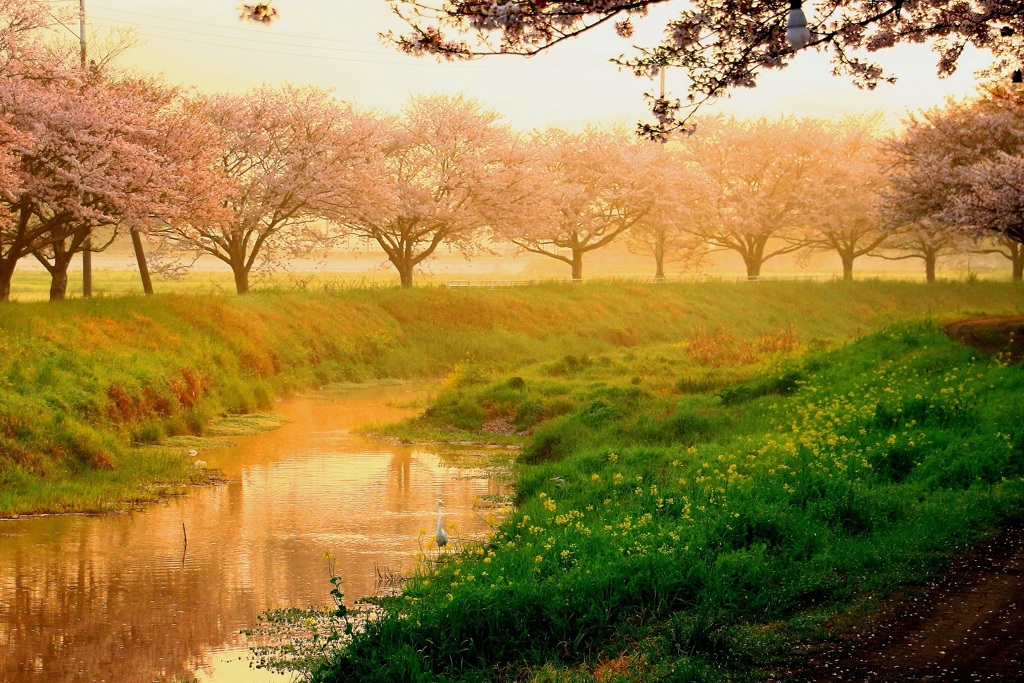 朝陽と桜と白鷺と
