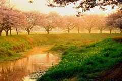 朝陽と桜と白鷺と