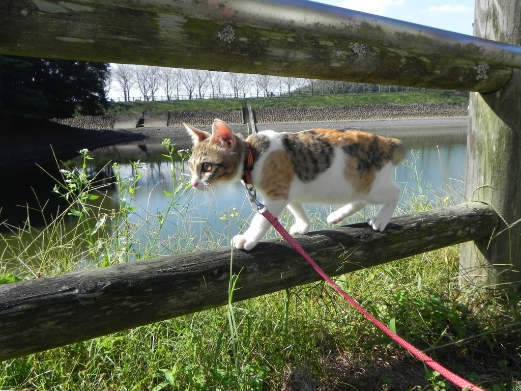 公園にて猫の散歩