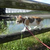 公園にて猫の散歩