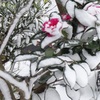 ・・冬花・・