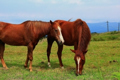 ・・馬・・