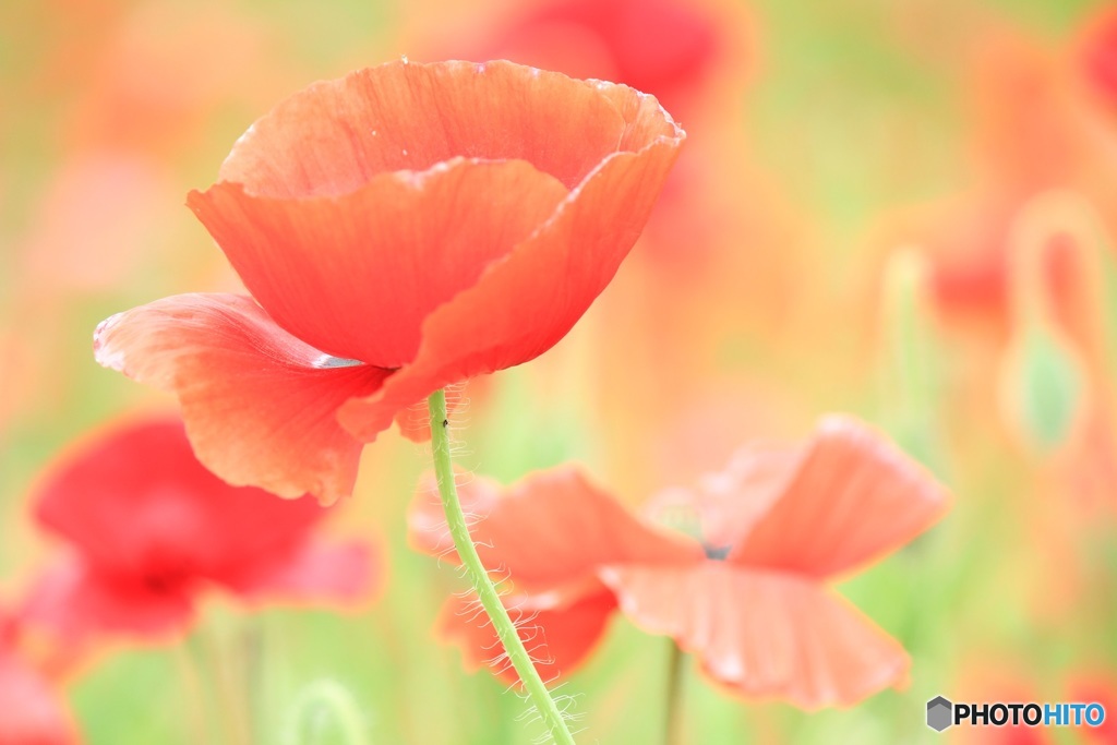 poppyの舞