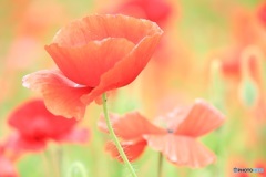 poppyの舞