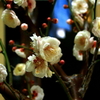 ・・白梅・・