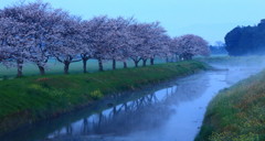 草場川の朝霧風景