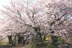 今年も良く咲いたね～ぇー