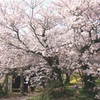 今年も良く咲いたね～ぇー