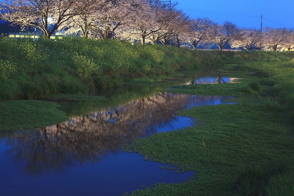 草場川　夜桜