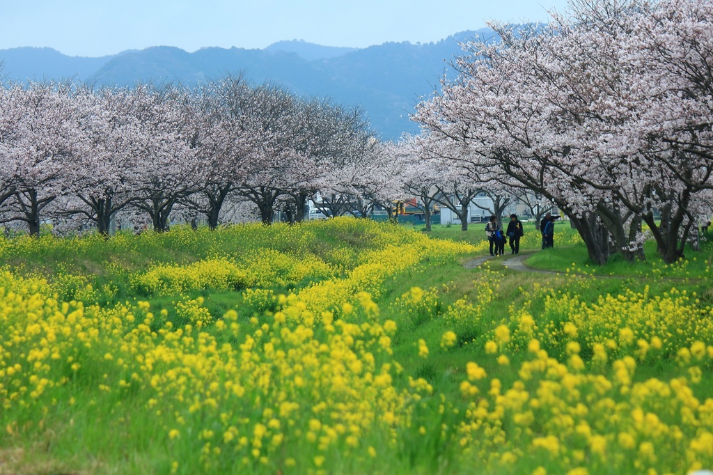 心ウキウキ　春の小川