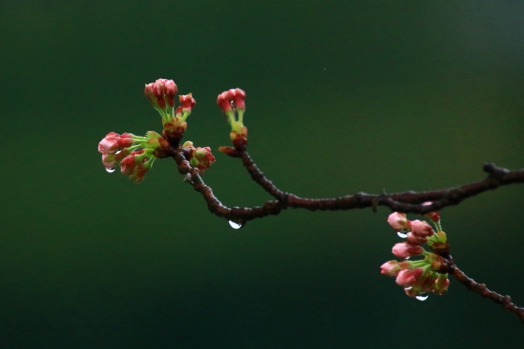 ・・蕾・・