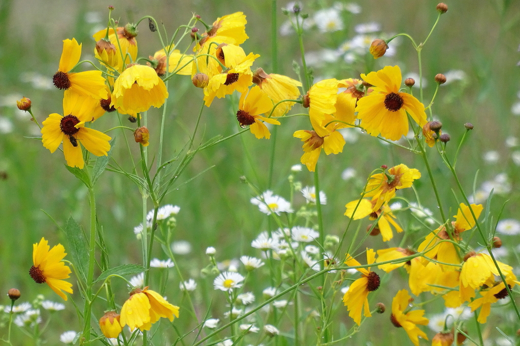 野の花