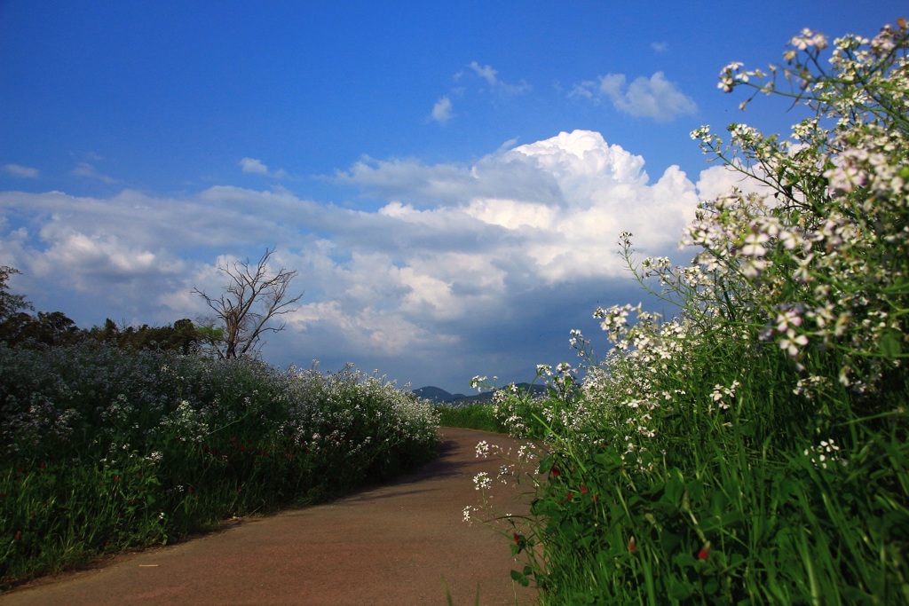 白い花が咲く路