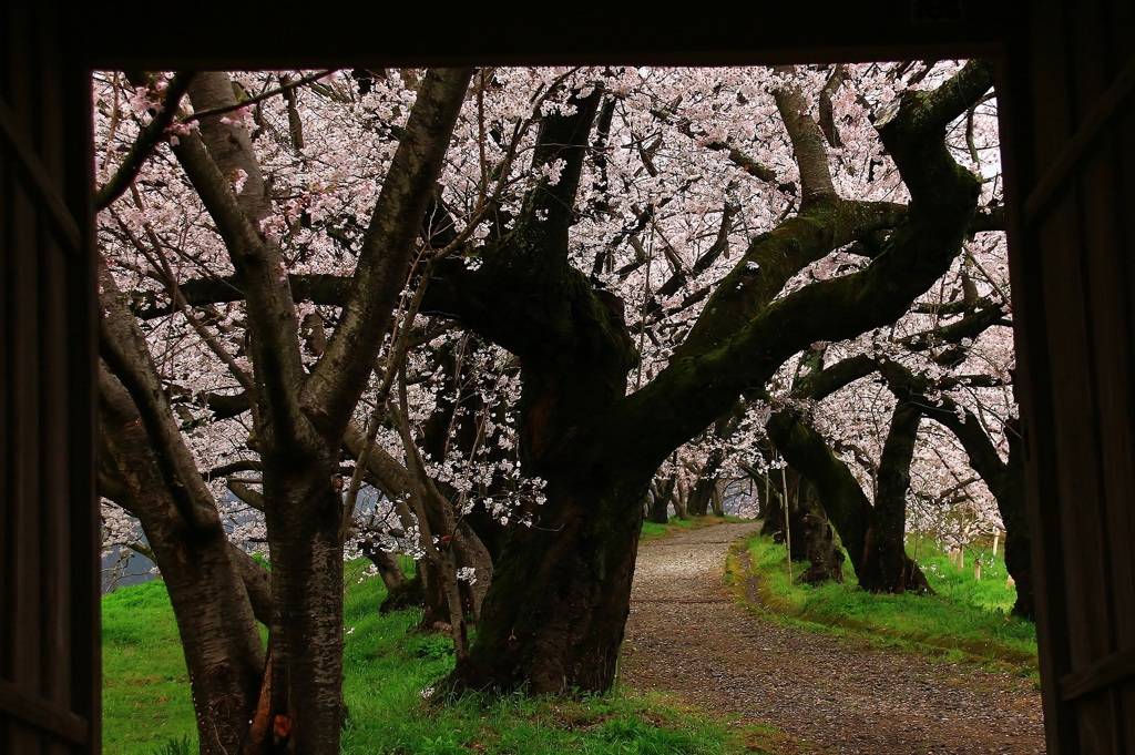 超巨木の桜並木