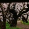 超巨木の桜並木