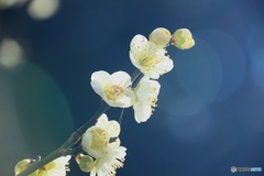 白梅