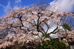 桜　さくら