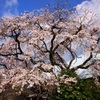 桜　さくら