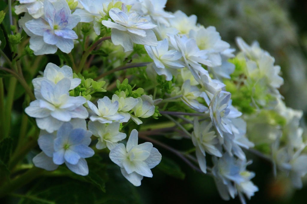 本日見つけた　墨田の花火　