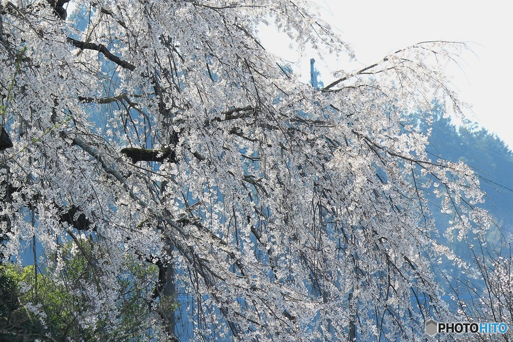 桜　さくら