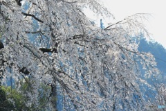 桜　さくら
