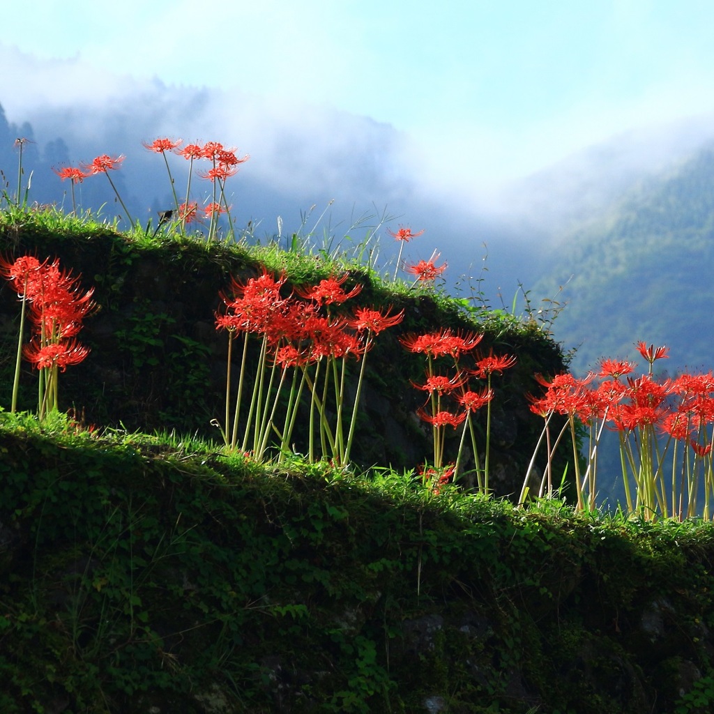 山里の彼岸花