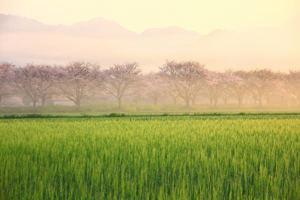 桜並木の朝