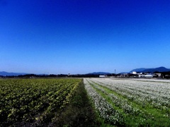 秋の空