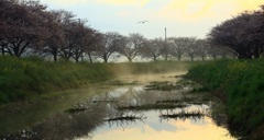 朝霧風景