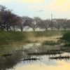 朝霧風景