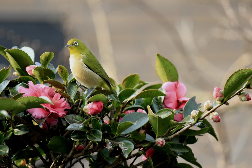 我が家の山茶花にお客様が・・・