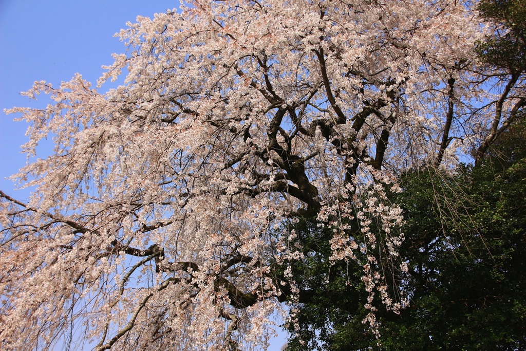 しだれ桜