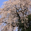 しだれ桜