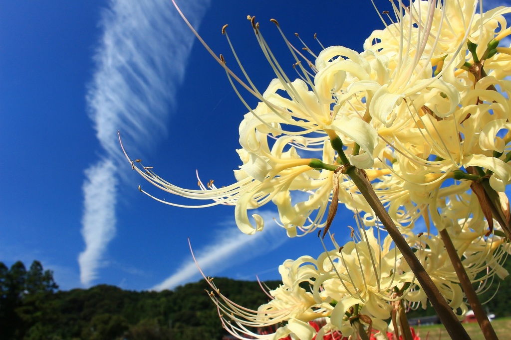 ・・白彼岸花・・