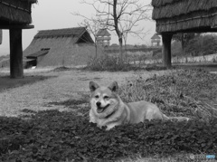 古代を守る犬