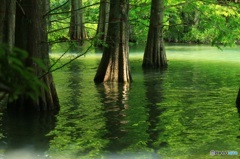 水面の森