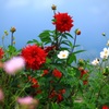 高原の花