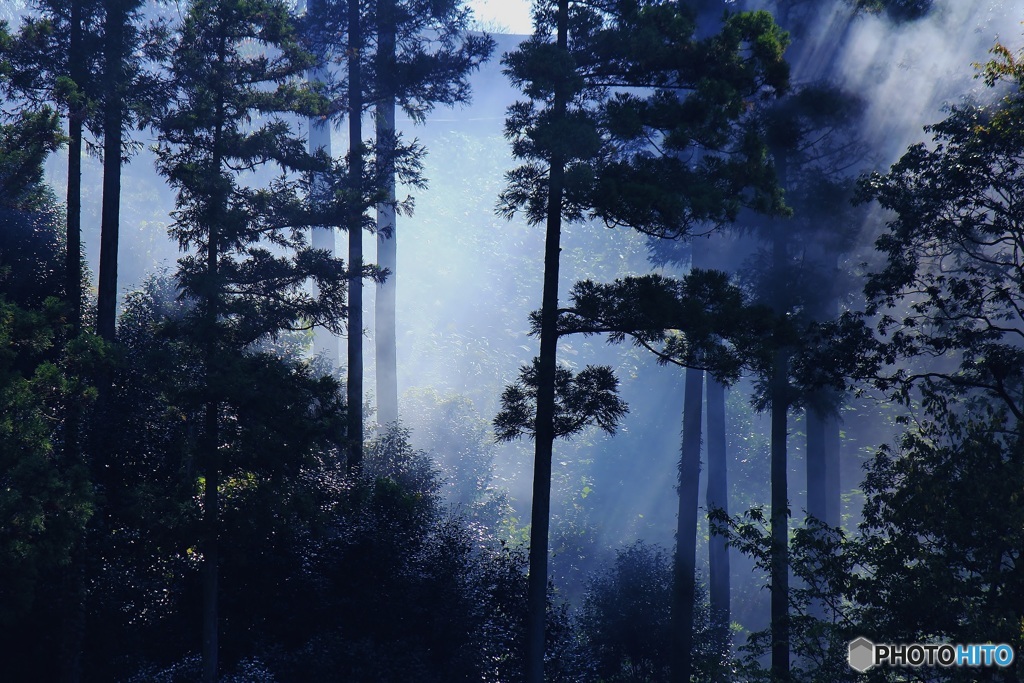 森林の景