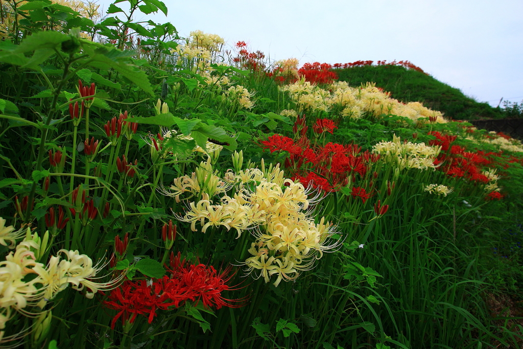 紅白・花・合戦