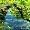 初夏の湖面