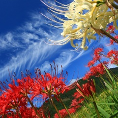 紅白　花合戦