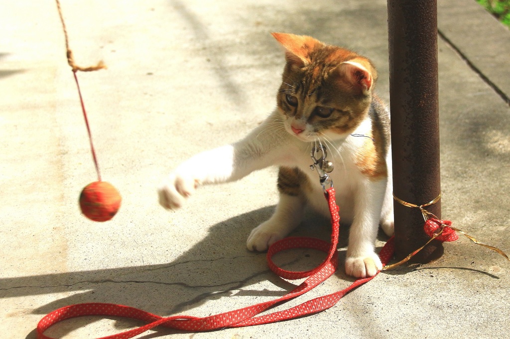 猫・パンチ