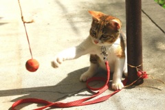 猫・パンチ