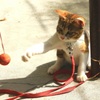 猫・パンチ