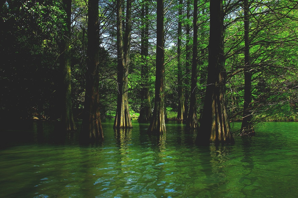 緑の水面