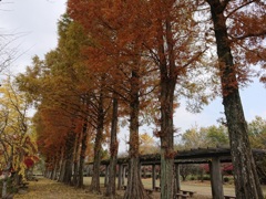 近くの公園にて　　初めてのスマホ撮影